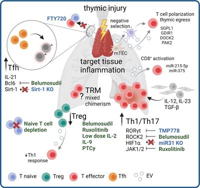 Complex interactions of cellular players in chronic Graft-versus-Host Disease